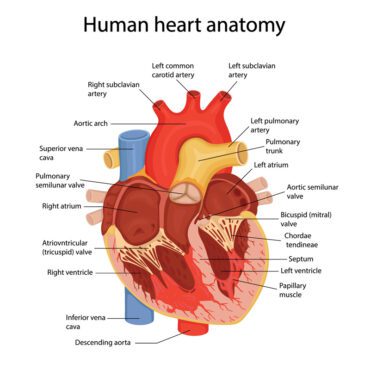 وکتور یک تصویر کشیده شده از آناتومی قلب انسان