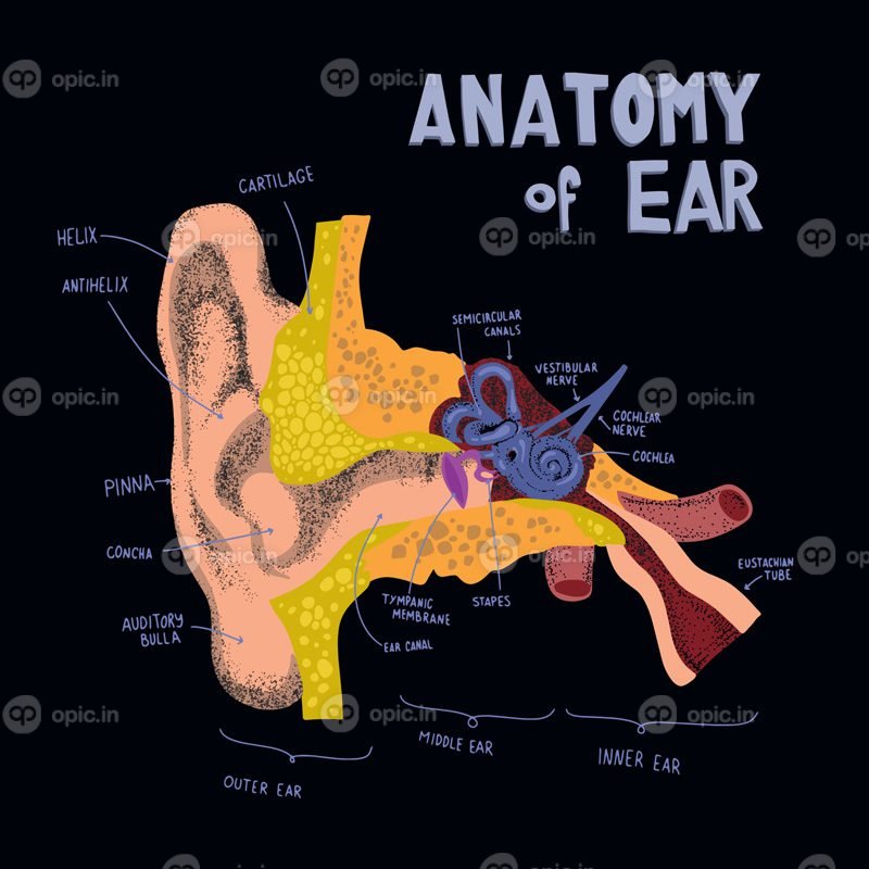 ساختار آناتومیک وکتور آناتومی گوش انسان گوش انسان در اجزای گوش و حلزون گوش به سبک ابله و کشیده
