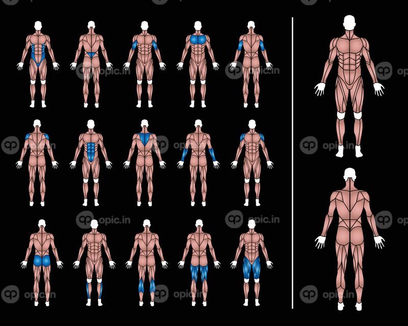 وکتور آناتومی عضلات بدن مردان متناسب گرافیک