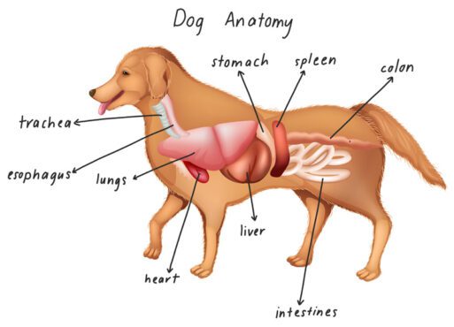 تصویر برداری آناتومی سگ