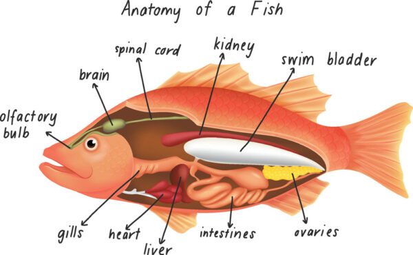 آناتومی برداری ماهی