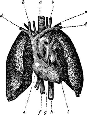 تصویر برداری وکتور آناتومی قلب و ریه ها