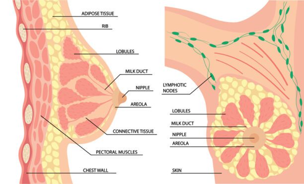 آناتومی برداری از سمت و نمای جلوی سینه زن