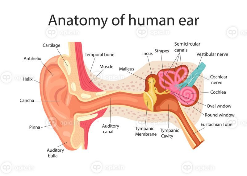 آناتومی برداری ساختار داخلی گوش انسان