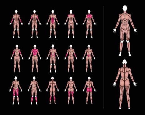 وکتور آناتومی تصویر عضلات بدن زنان