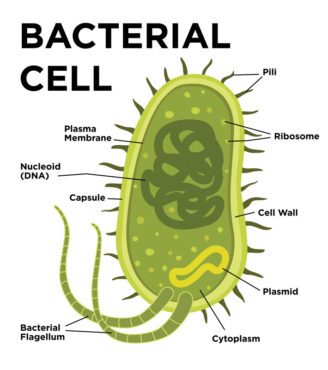 بردار آناتومی سلول باکتریایی به سبک مسطح وکتور با تصویر مدرن ساختارهای برچسب گذاری بر روی یک سلول باسیلوس با DNA نوکلوئیدی و ساختارهای خارجی ریبوزوم شامل پیلی کپسول و تاژک