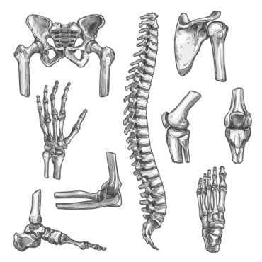 وکتور اسکچ استخوان و مفصل برای طراحی پزشکی