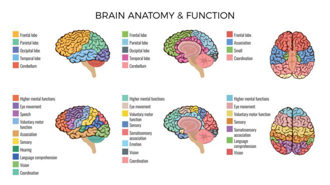 بردار ترکیب توابع آناتومی مغز