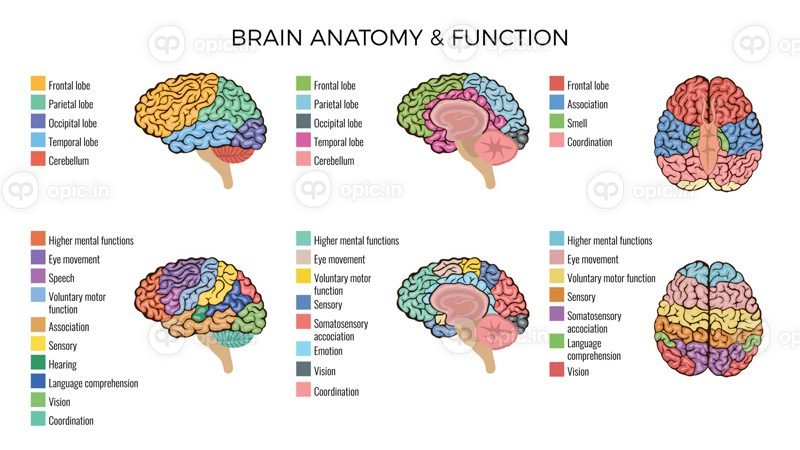 بردار ترکیب توابع آناتومی مغز