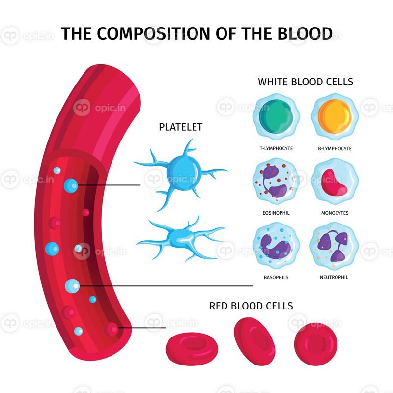ترکیب برداری از اینفوگرافیک خون