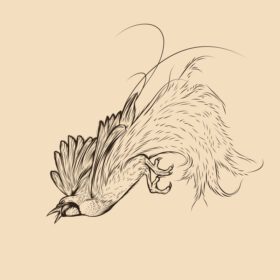 وکتور پرنده بهشتی طرح تصویر نقاشی وکتور حیوان
