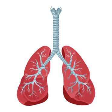 نمودار برداری از ریه های انسان و سیستم تنفسی نای