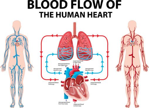 نمودار برداری که جریان خون قلب انسان را نشان می دهد