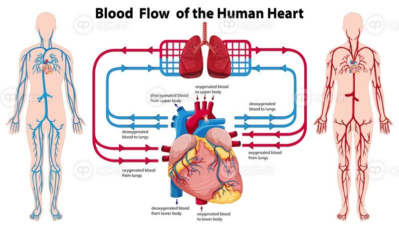 نمودار برداری که جریان خون قلب انسان را نشان می دهد