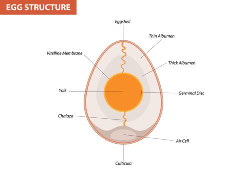 بردار بخش آناتومی جنین تخم مرغ ساختار تخم مرغ