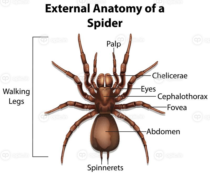 وکتور آناتومی خارجی یک عنکبوت در تصویر زمینه سفید