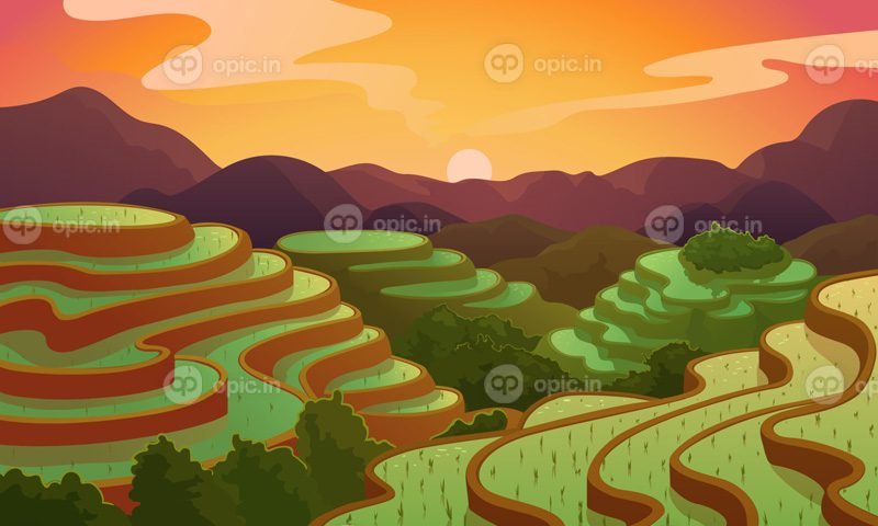 وکتور وکتور منظره برنج چینی تراس مزرعه