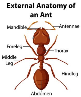 وکتور آناتومی خارجی مورچه در تصویر زمینه سفید