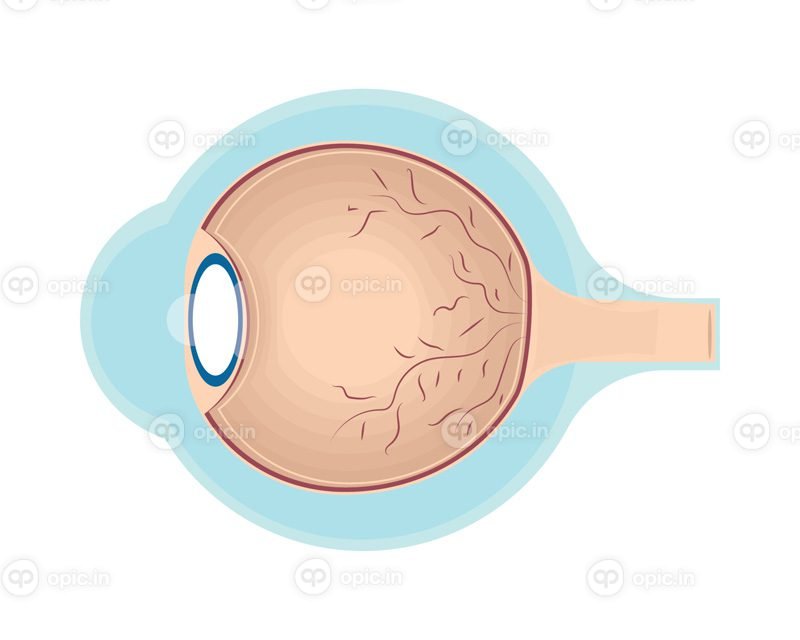 وکتور چشم قسمت بدن انسان