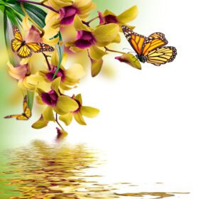 دانلود والپیپر حیوانات هنر پروانه پروانه انعکاس نقاشی ارکیده