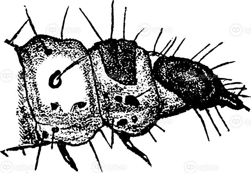 وکتور پروانه آرد یا ephestia kuhniella تصویر قدیمی