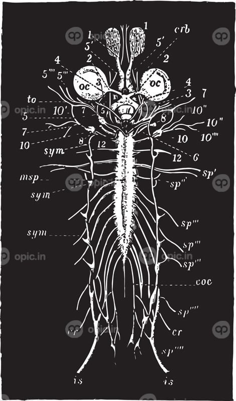 تصویر وکتور سیستم عصبی قورباغه قدیمی