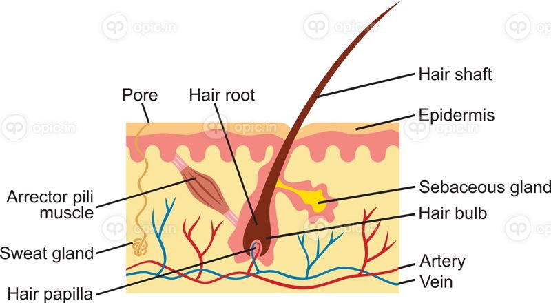 وکتور مو و آناتومی پوست انسان