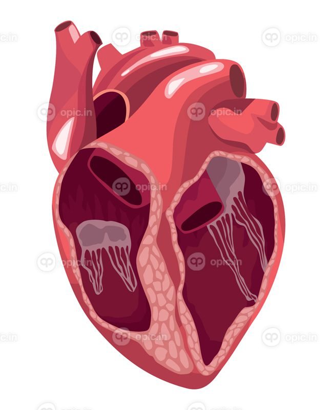 وکتور اندام واقعی نیمه قلب