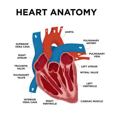 وکتور نمودار آناتومی قلب ساختار قلب انسان با برچسب نیمه قلب به سبک ابله بخشی از تصویر برداری دستی آموزش و پرورش دشمن قلب