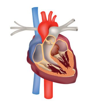 بردار آناتومی قلب علامت پزشکی ساختار مقطع قلب انسان