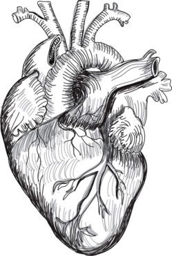 تصویر برداری وکتور طرح آناتومی انسان قلب
