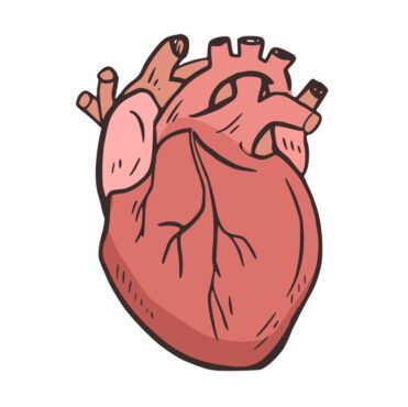 وکتور قلب اندام آناتومی تصویر انسان نماد وکتور عنصر