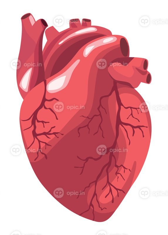 وکتور قلب اندام واقع بینانه