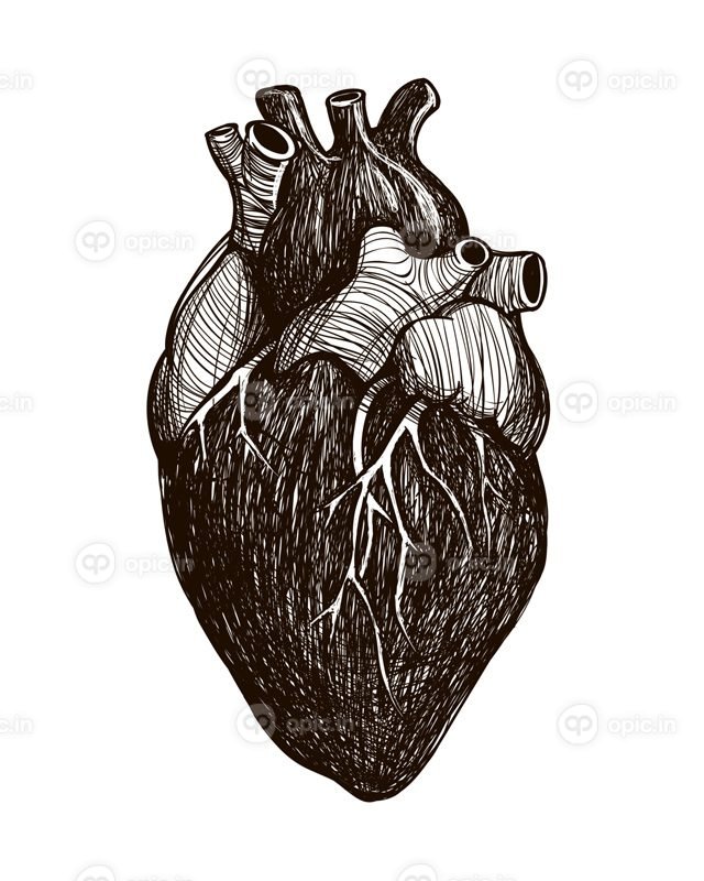 وکتور قلب آناتومیک انسان