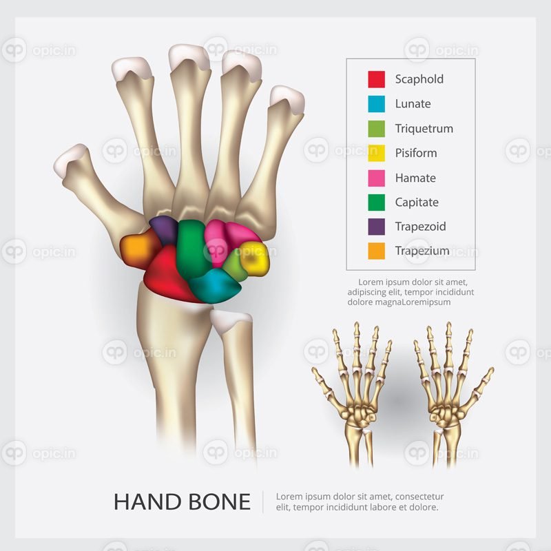 وکتور تصویر برداری استخوان دست آناتومی انسان اوپیک