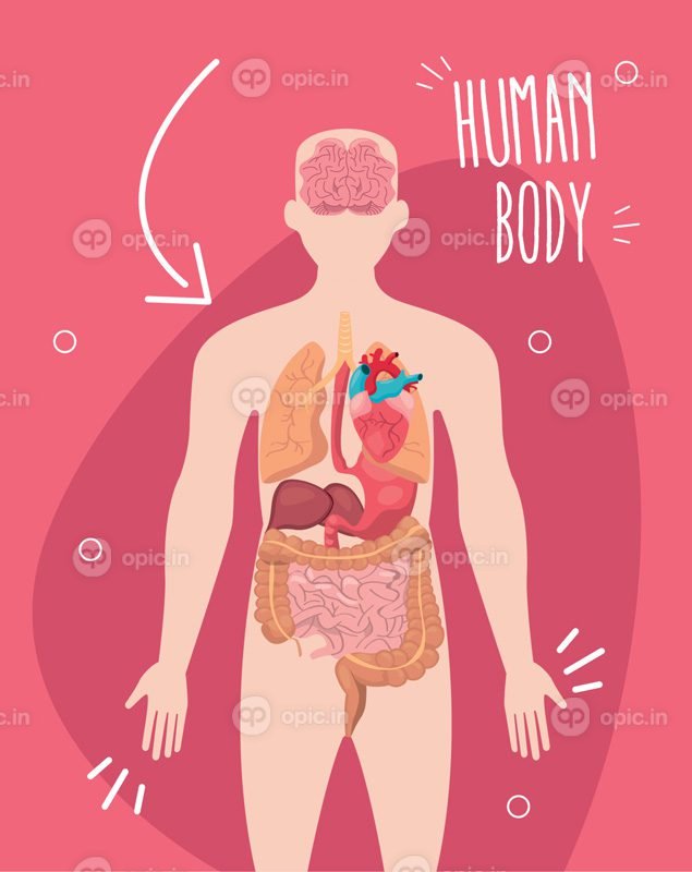 وکتور طراحی بدن انسان