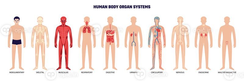 مجموعه آیکون سفید وکتور سیستم اندام بدن انسان