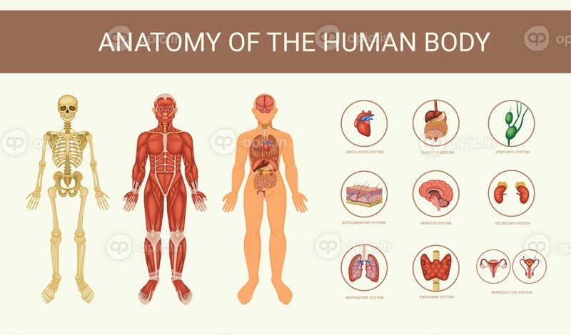 سیستم های بدن انسان بردار