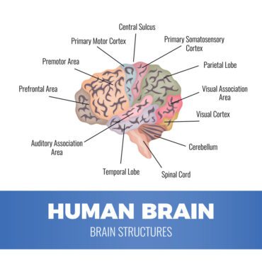 تصویر برداری وکتور ترکیب آناتومی مغز انسان