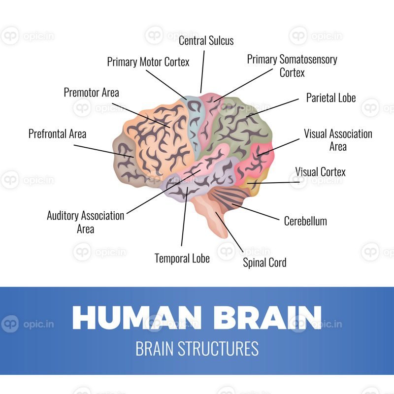 تصویر برداری وکتور ترکیب آناتومی مغز انسان