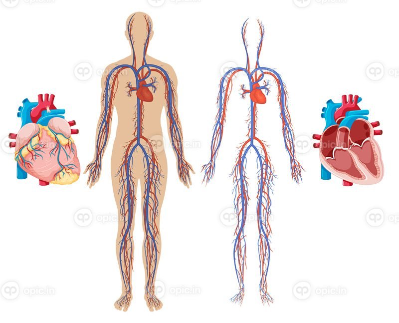 وکتور قلب انسان و تصویر سیستم قلبی عروقی