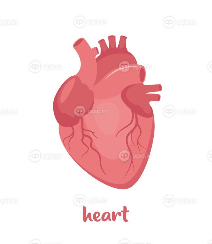 وکتور قلب انسان قلب با آناتومی سیستم وریدی