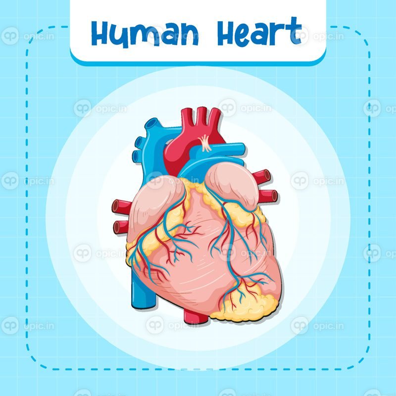 وکتور اندام داخلی انسان با قلب