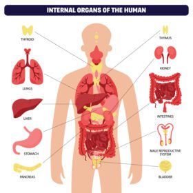 وکتور اینفوگرافیک سیستم اندام بدن انسان