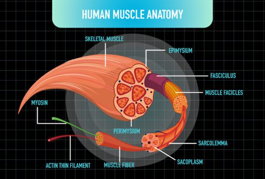 بردار ساختار آناتومی عضلات انسان