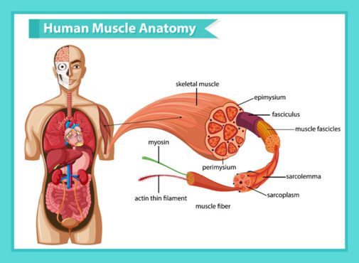 وکتور آناتومی عضلات انسان با آناتومی بدن