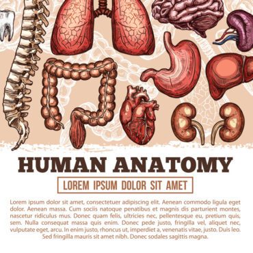 وکتور پوستر طرح آناتومی اندام های انسان