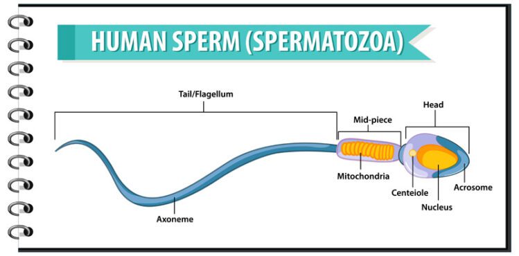 تصویر بردار اسپرم انسان یا ساختار سلولی اسپرم