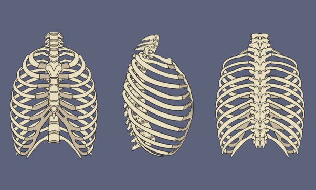 تصویر برداری از بسته آناتومی اسکلتی قفسه سینه انسان جدا شده در پس زمینه خاکستری