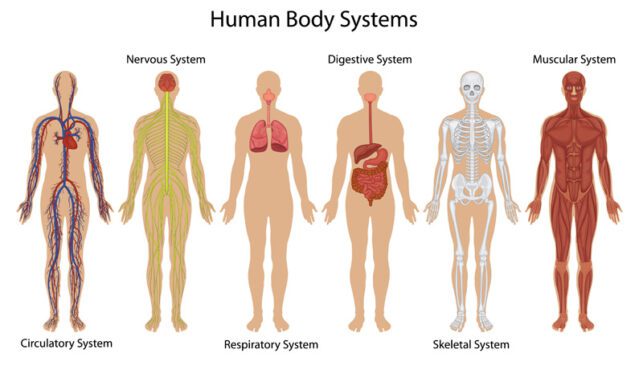 تصویر برداری از سیستم های بدن انسان